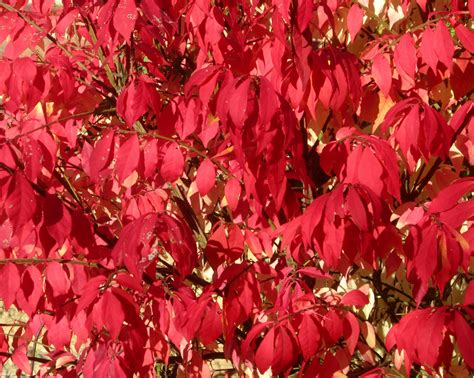 Top Shrubs for Fall Color - Landscape Edging Blog