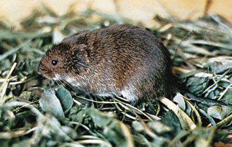 Meadow vole | rodent | Britannica.com