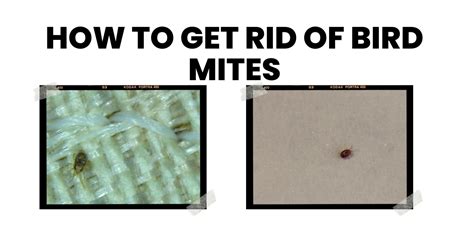 How to Get Rid of Bird Mites: A Step-by-Step Guide