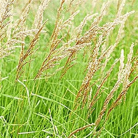 Calamagrostis canadensis (Blue Joint Grass) Seed