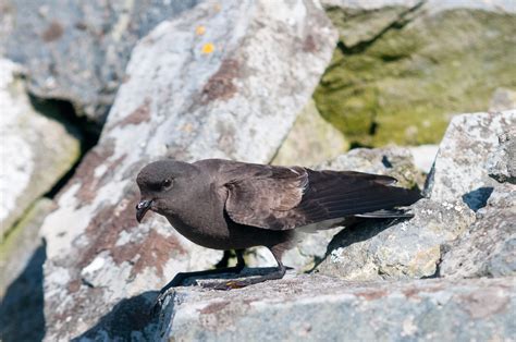 Wilson's Storm-Petrel | Audubon Field Guide