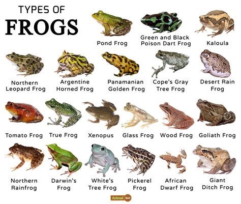 Gray Tree Frog Hibernation / Signs Of Summer 5 Gray Tree Frogs ...