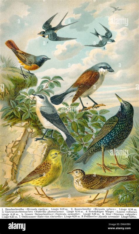 Historical illustration, 19th Century, middle-europe songbirds Stock ...