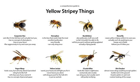 Bee Or Wasp? A Comprehensive Guide To Yellow Stripey Things