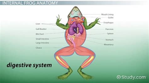 Large Intestine Function Frog | Bruin Blog