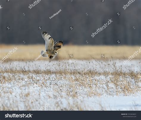 425 Meadow vole Images, Stock Photos & Vectors | Shutterstock