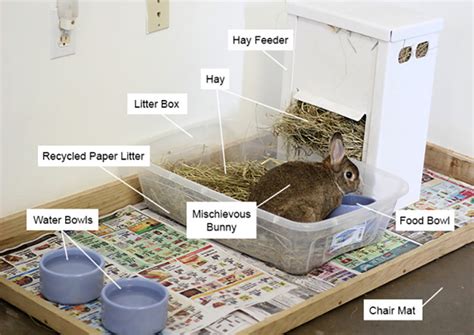 8 Amazing DIY Rabbit Litter Boxes You Can Make Today (With Pictures ...