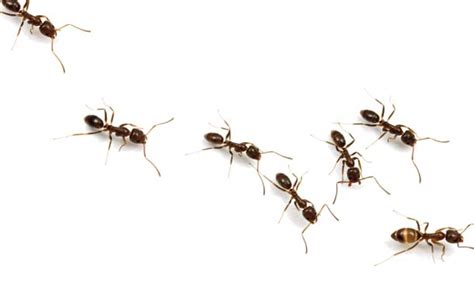 The Ants Go Marching One by One