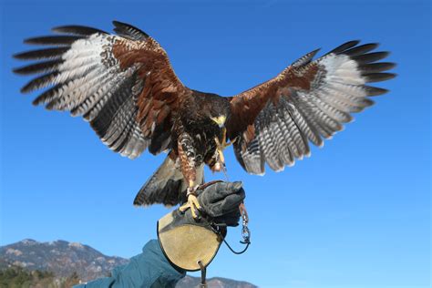 Celebrate World Falconry Day at this historic hotel