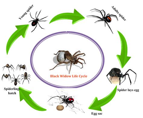 Black Widow Life Cycle