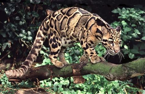 12 Fascinating Clouded Leopard Facts - Fact Animal