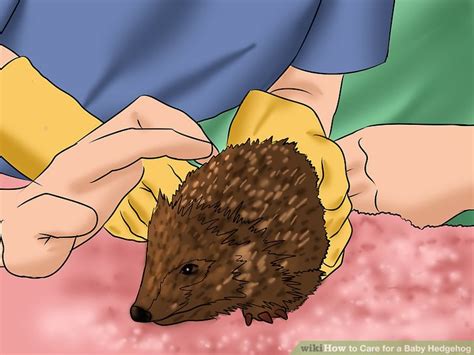 5 Ways to Care for a Baby Hedgehog - wikiHow