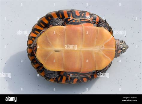 Eastern Painted Turtle Chrysemys picta picta Showing typical undershell ...