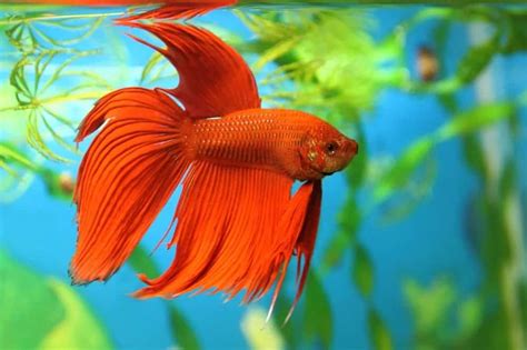 7 of the Most Colorful Betta Fish for Your Home Fish Tank – Nayturr