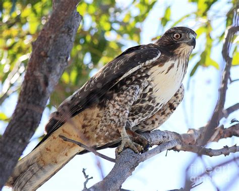 Juvenile Red Tailed Hawk Photograph by Wingsdomain Art and Photography