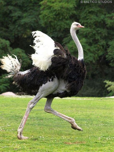 Ostrich Running in the Grass