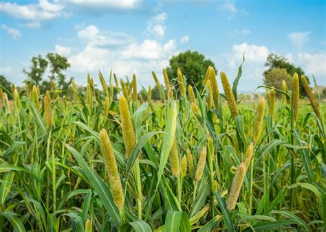 Premium Photo | Pearl millet field in rajasthan india