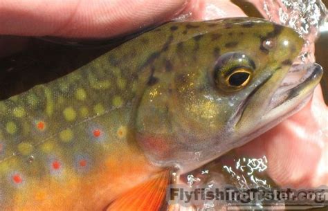 Brown Trout vs Brook Trout – How To Tell The Difference – Troutster.com ...