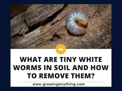 What Are Tiny White Worms In Soil and How To Remove Them?