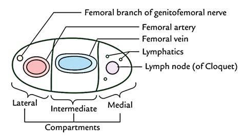 Femoral Sheath and Femoral Canal | Medical Junction