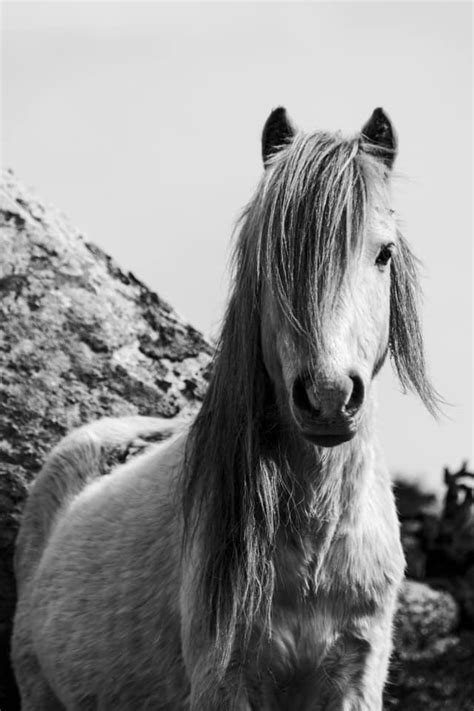 Of Course the Environment Matters- keeping the ridden horse barefoot ...