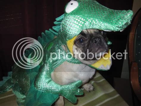 Pugs In Costume