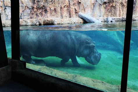 Zoo unveils new hippo habitat featuring large underwater viewing area