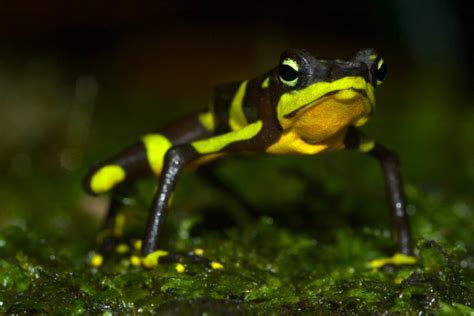 6 Animals Found in Movile Cave in Romania - My Animals