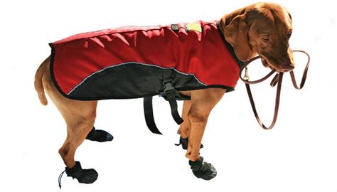 Dog Hiking Gear Guide: 13 Items You Need Before Going on a Hike With Dogs