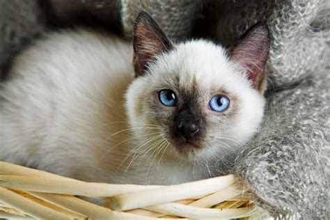 60 Sassy Siamese Cat Names (From Aryis to Vega) - PetHelpful