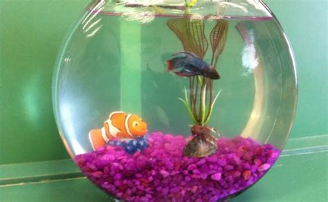 Siamese Fighting Fish :: Vang Bettas