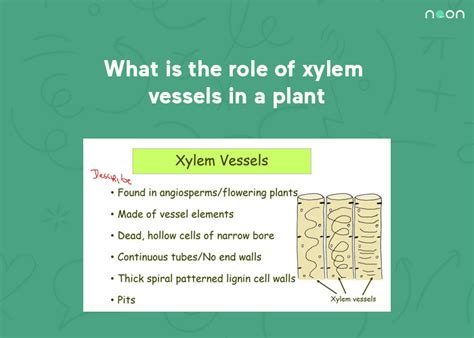 What is the role of xylem vessels in a plant