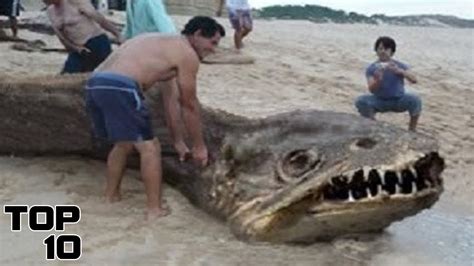 Top 10 Scary Animals We Didn't Even Know Existed - Top 10 Junky!