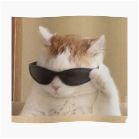 Cat Wearing Sunglasses Meme | ubicaciondepersonas.cdmx.gob.mx