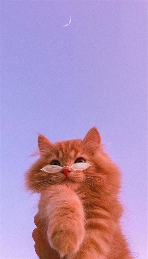 Cute Cat with Glasses | Cat wallpaper, Cute cat wallpaper, Cat drawing