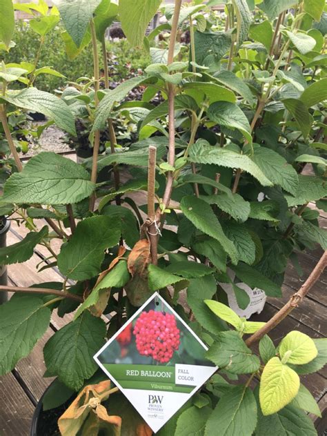 Red Balloon, Balloons, Proven Winners, Viburnum, Shrubs, Fall, Color ...