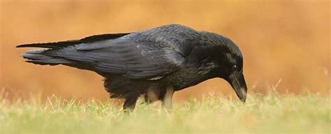 Raven Symbolism, Dreams, and Messages | Spirit Animal Totems