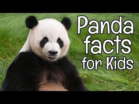 Panda Facts for Kids | Classroom Learning Video - QuadExcel.com