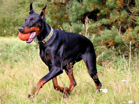 Doberman Symbolism, Doberman Meaning, Doberman Totem, Doberman Dream ...