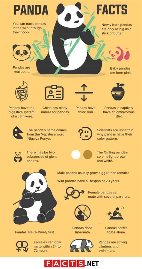 50 Giant Panda Facts That You Never Knew About - Facts.net