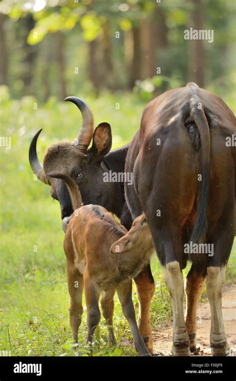 Gaur - Mom and Calf Stock Photo - Alamy