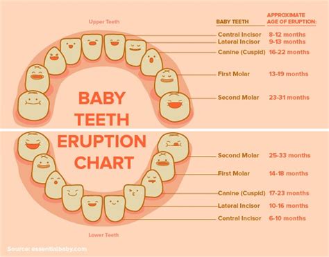 38 Printable Baby Teeth Charts & Timelines ᐅ TemplateLab