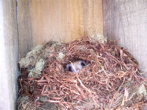 Flying Squirrel Research Blog