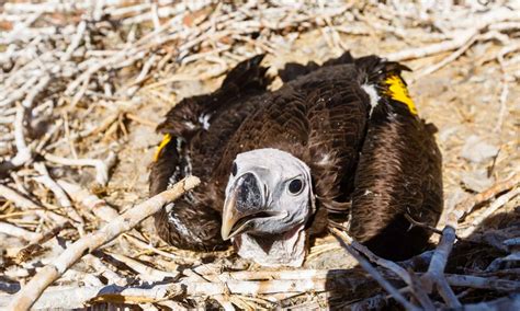 Baby Vulture