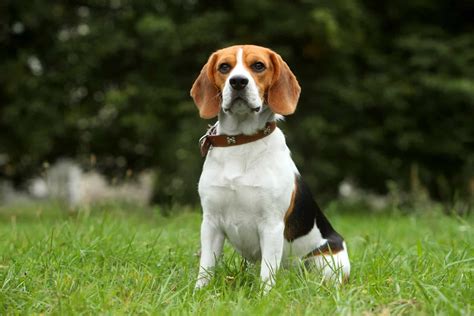 The Beagle: An Energetic Dog and a Great Escape Artist - K9 Web