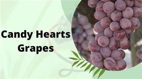 Candy Hearts Grapes- Origin, Cultivation, Facts, Nutrition, & Amazing ...