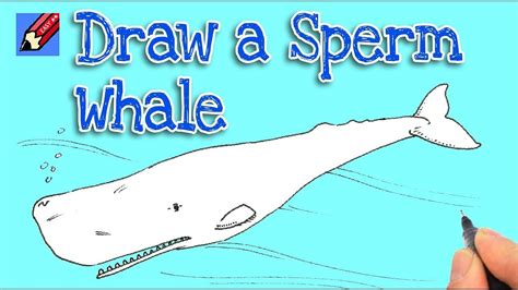 How To Draw Sperm Whale - Postregister25