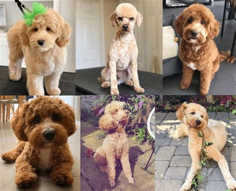 Best Labradoodle Haircuts (Puppy Cut, Teddy Bear Cut, etc.)!