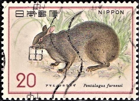 Amami Rabbit : Japan Nature Conservation Series No. 3