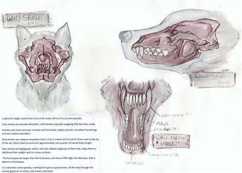 Wolf Anatomy: Skull: Teeth by Tebyx on DeviantArt